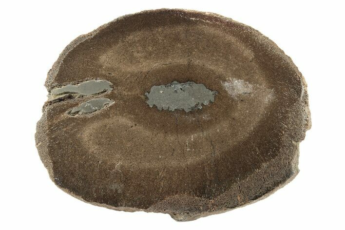 Polished Pliosaur (Liopleurodon) Limb Bone - England #243486